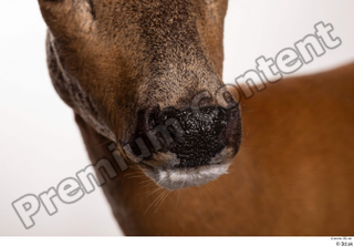 Deer Doe 2 mouth nose 0003.jpg